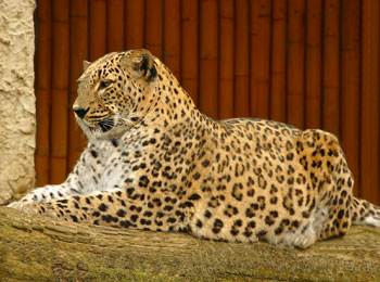 Zoos and Animal Parks